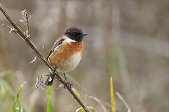 Stonechat (Saxicola rubicola) male sitting on a branch