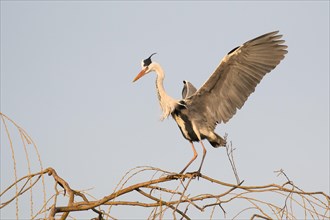 Grey heron (Ardea cinerea) landing on a tree
