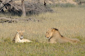 Lions (Panthera leo) couple