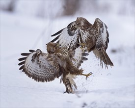 Common buzzards (Buteo buteo) fighting in the snow
