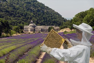 Monastery Senanque with lavender field with beekeeper