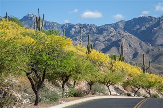 Blossoming Palo Verde trees (Parkinsonia florida) and cacti on road