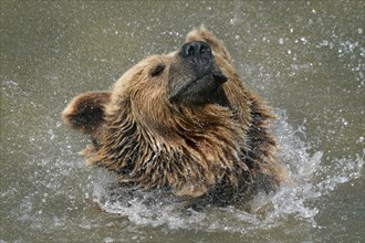 Brown bear (Ursus arctos) bathes in pond