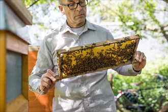 Beekeeper examines a honeycomb with honey bees (Apis) at his stock