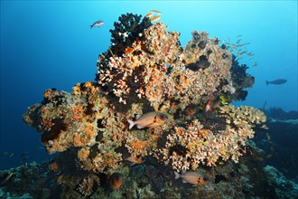 Small coral reef with Black Sun Coral (Tubastraea micranthus)