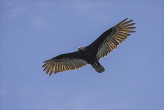 Turkey vulture (Cathartes aura)