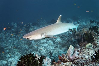 Whitetip reef shark (Triaenodon obesus) over coral reef