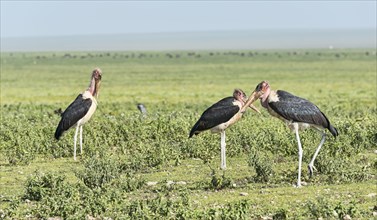 Marabou Storks (Leptoptilos crumeniferus) with crossed beaks