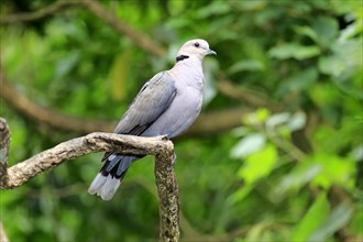 African Collared Dove (Streptopelia roseogrisea)