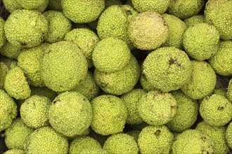 Osage Oranges (Maclura pomifera)