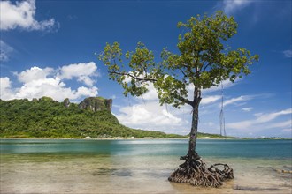 Mangrove tree in front of Sokehs rock
