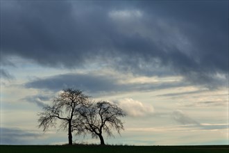Two bare fruit trees as silhouettes against rain clouds