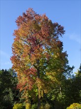 American Sweetgum tree (Liquidambar styraciflua)