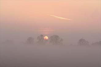 Sunrise with trees and fog