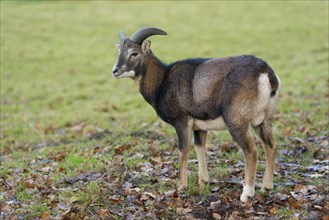 Mouflon (Ovis ammon musimon)