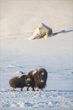 Muskoxen (Ovibos moschatus) female with cub in the countryside