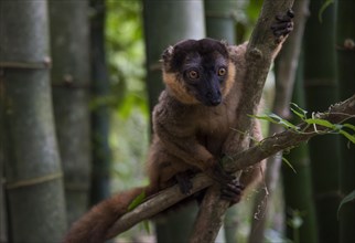 Common brown lemur (Eulemur fulvus)