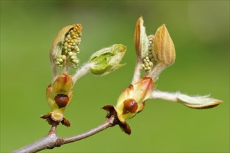 Horse-chestnut (Aesculus hippocastanum)