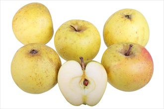 Apple variety Yellow Saxon Reinette