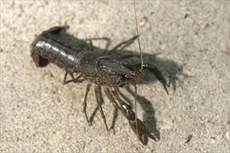 European Crayfish (Astacus astacus)