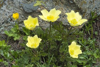 Alpine Anemones or Sulphur Anemones (Pulsatilla alpina ssp. Alpiifolia)