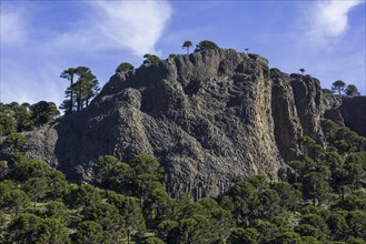 Monkey puzzle trees (Araucaria araucana) and basalt rocks