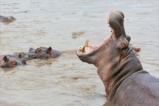 Hippo (Hippopotamus amphibius) displaying threatening gesture