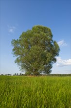 Solitary crack willow (Salix fragilis)