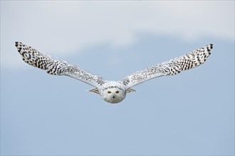 Snowy owl (Bubo scandiacus) in flight