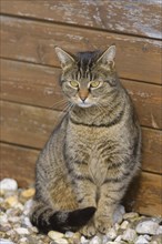 Domestic cat sitting in front of a wooden wall