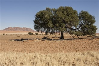 Camel Thorn tree (Vachellia erioloba) on Pad D707