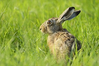 European Hare (Lepus europaeus) sitting in the grass