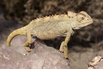 Namaqua Chameleon (Chamaeleo namaquensis) near Swakopmund