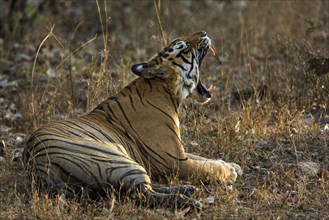 Bengal tiger (Panthera tigris tigris) yawning