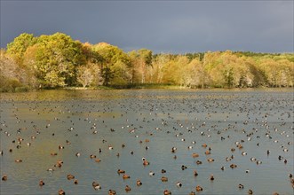 Red-crested Pochards (Netta rufina) and Common Pochards (Aythya ferina) resting on a lake in the Muritz National Park