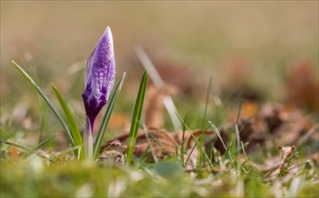 Violet Crocus (Crocus)