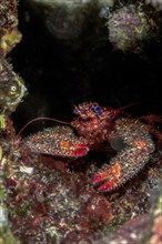 Colorful squat lobster (Galathea strigosa)