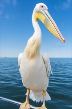 Great White Pelican (Pelecanus onocrotalus) sitting on the railing of the boat in Walvis Bay