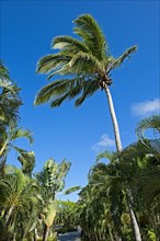 Palm grove in Saint Lucia