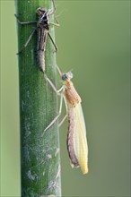 Empty larval case with newly hatched larva