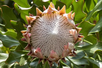 King Protea (Protea cynaroides)