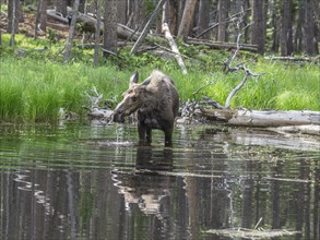 Cow Moose (Alces alces) feeding on aquatic plants in a pond
