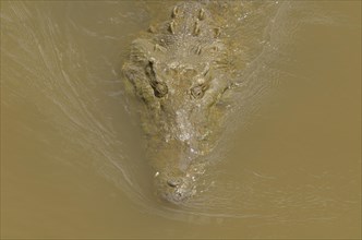 American Crocodile (Crocodylus acutus) in the Rio Grande de Tarcoles