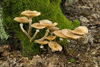 Humongous Fungus (Armillaria ostoyae)