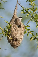 Penduline Tit (Remiz pendulinus) perched on the nest
