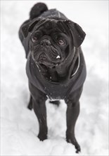 Black Pug in snow