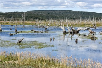 Marshland in Tierra del Fuego National Park