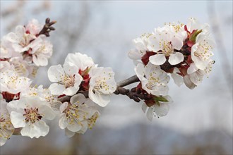 Flowering apricot tree (Prunus armeniaca)