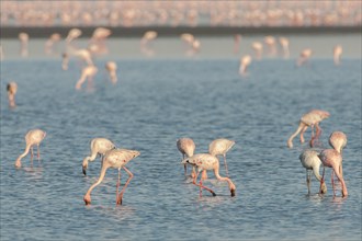 American Flamingo (Phoenicopterus ruber) colony foraging for food