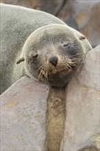 Brown Fur Seal (Arctocephalus Pusillus) adult animal between a rock
